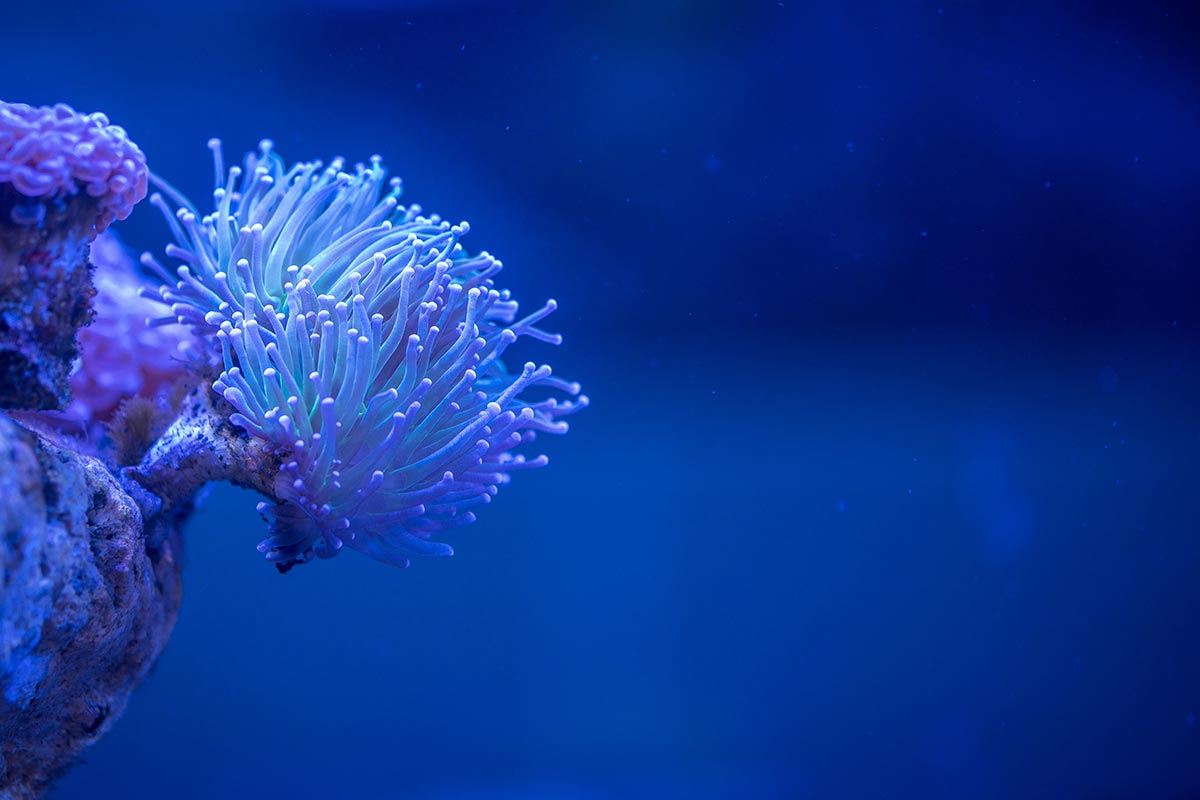 blue-sea-anemone-coral-reef-marine-biology-coral-macro-photography-1538199-pxhere