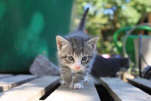 kitten-kitty-little-cat-1566063-pxhere
