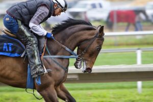 sport-horse-rein-stallion-race-competition-944322-pxhere.com