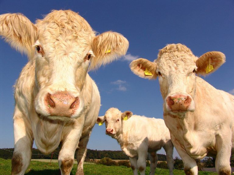cow 1565034179