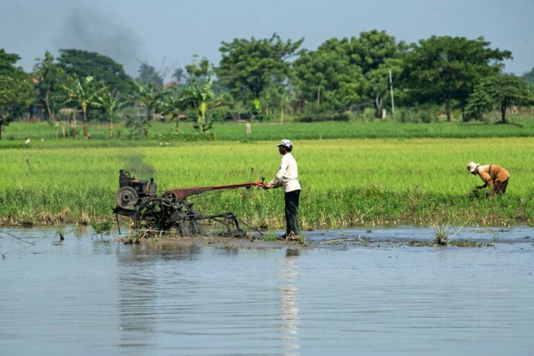 Oficio 013561 del 31-07-2026. Autorretención especial sobre el margen de comercialización de productos agrícolas. 2 Agricultores trabajan en un cultivo de arroz