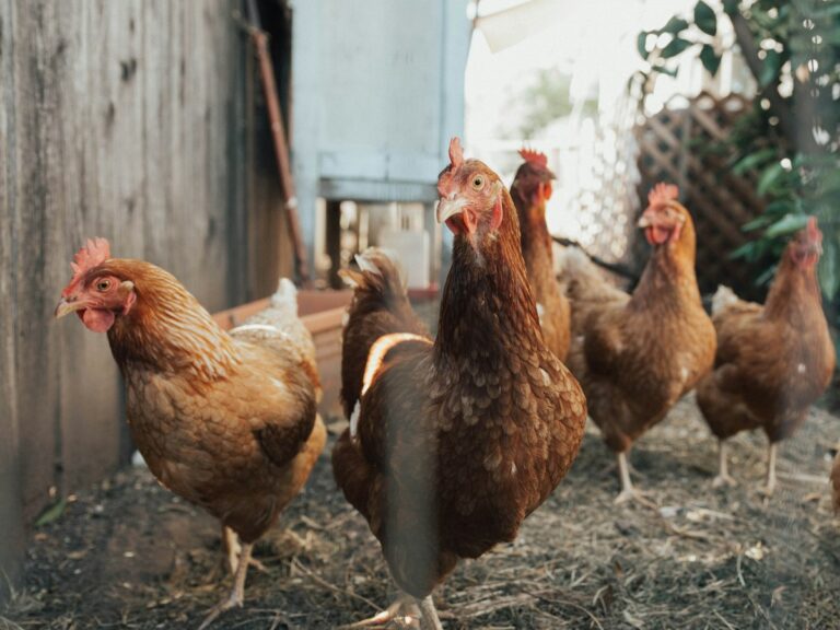 Gallinas junto a una cerca