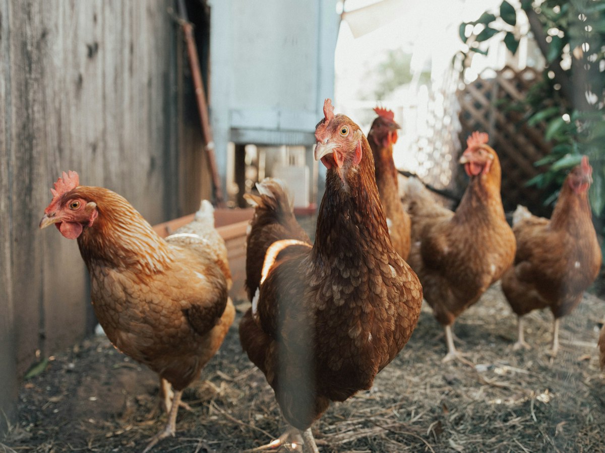 Concepto DAF 046819 del 30-06-2026. Territorial. ICA. Alimento concentrado elaborado para el autoconsumo en la actividad avícola. 6 Gallinas junto a una cerca