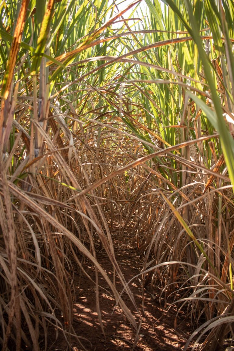 Camino entre un cultivo de caña de azúcar